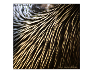 Pelican Feathers_4621